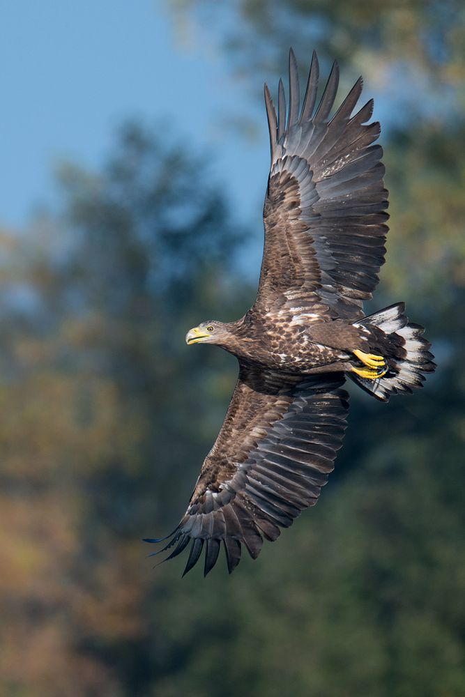 Seeadler bei der Jagd