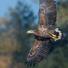 Seeadler bei der Jagd