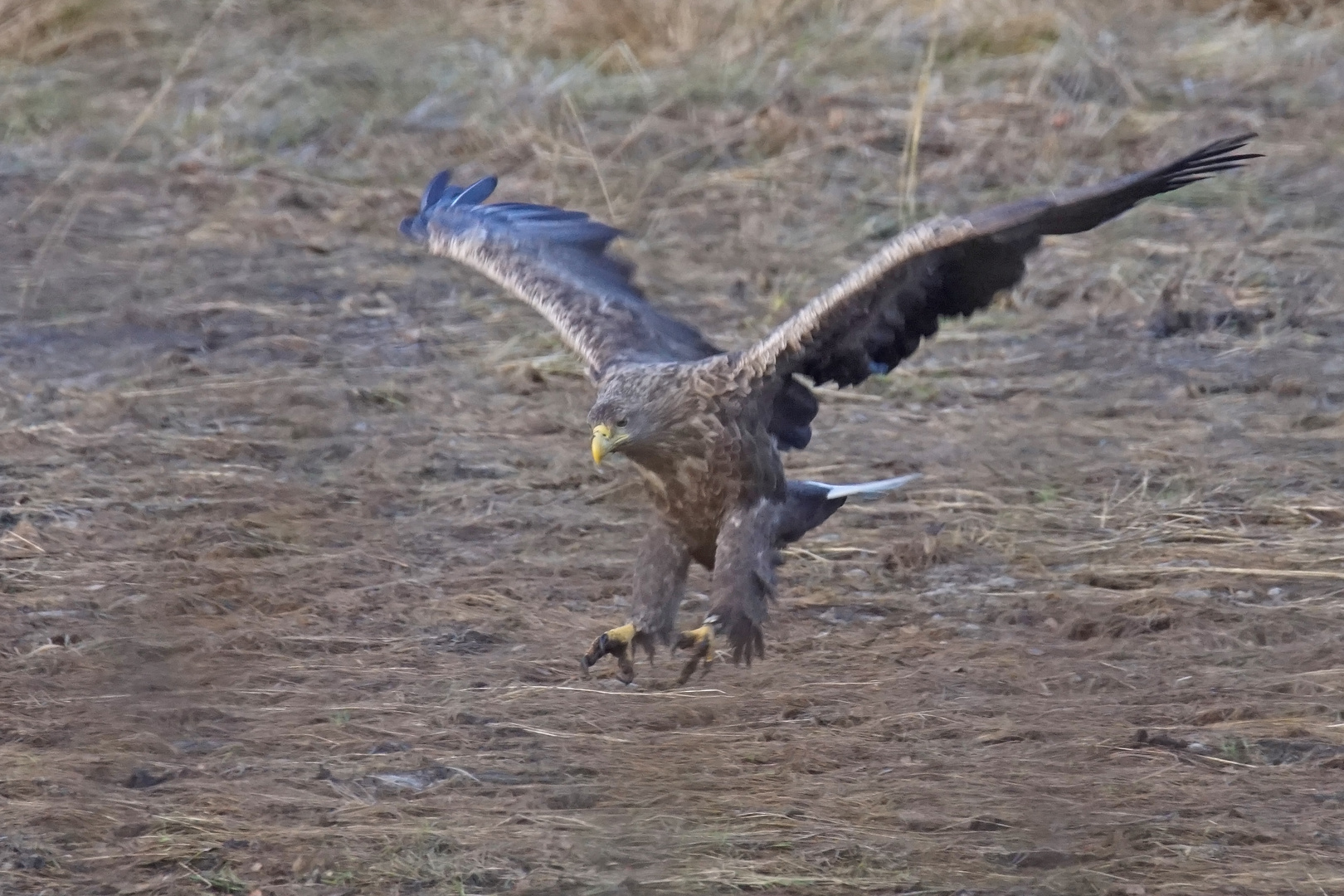 Seeadler bei der Landung