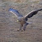 Seeadler bei der Landung