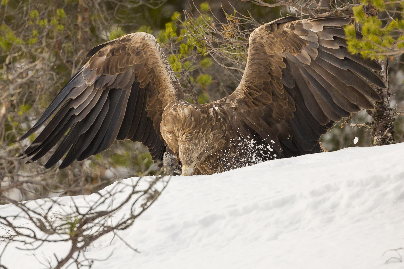 Seeadler bei der Mahlzeit 1