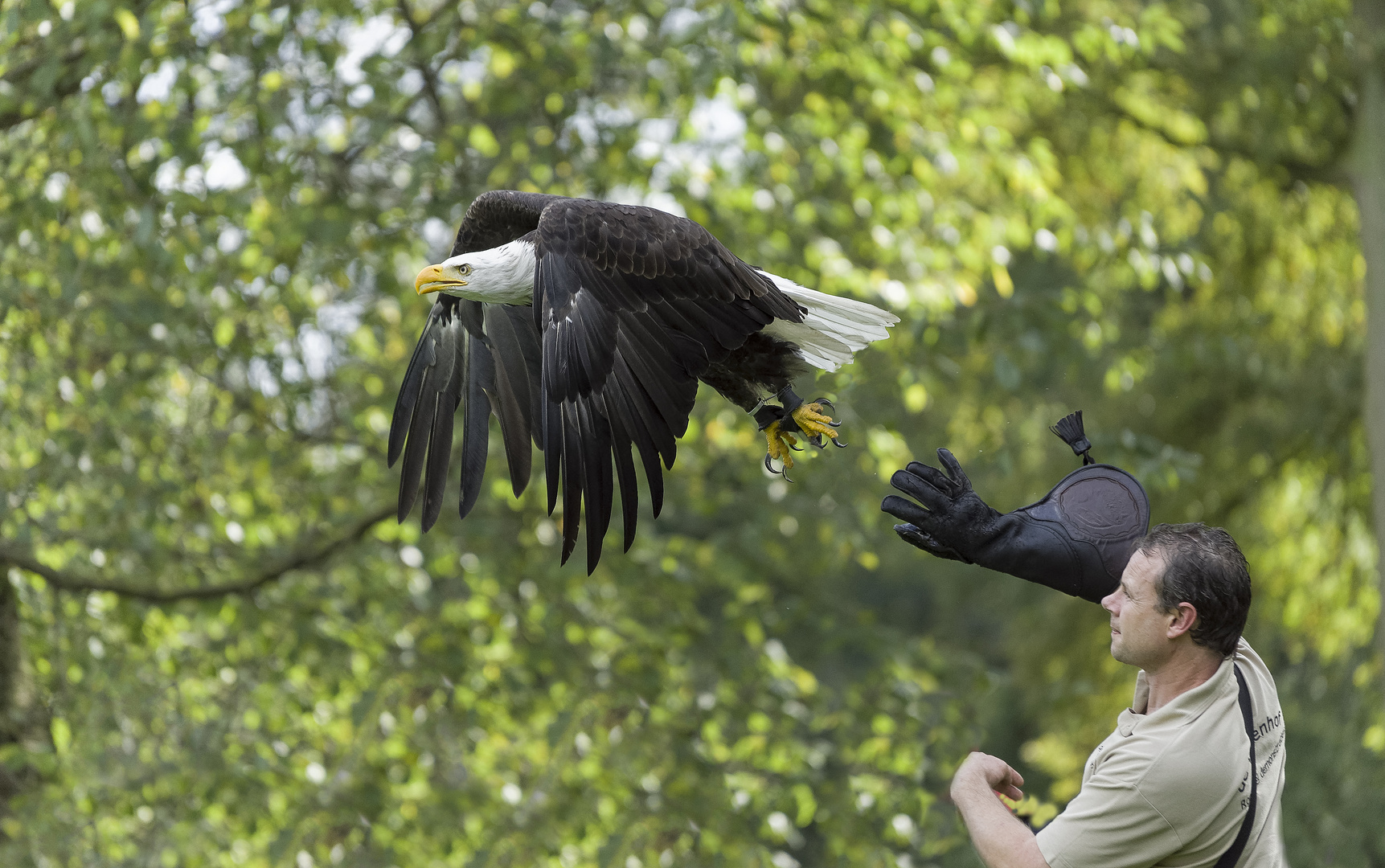 Seeadler bei einer Greifvögelflugshow