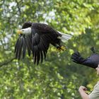 Seeadler bei einer Greifvögelflugshow