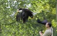 Seeadler bei einer Greifvögelflugshow