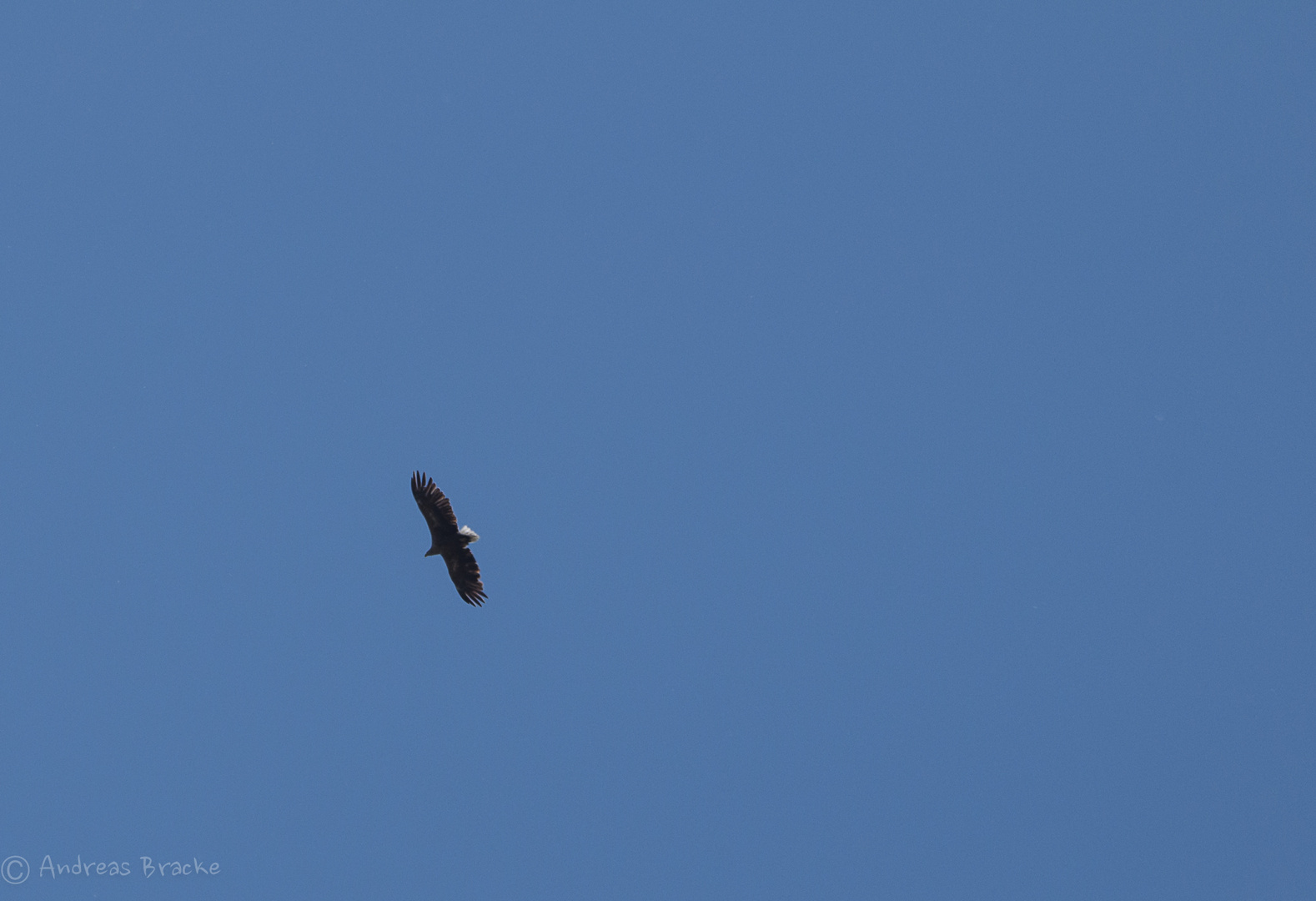 Seeadler bei Greifswald