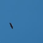 Seeadler bei Greifswald