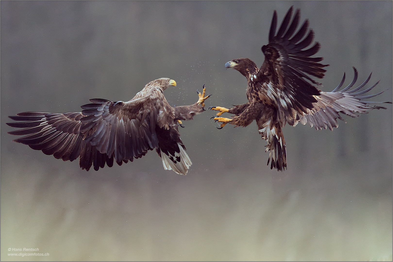 Seeadler bei kleinem Gerangel.....