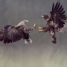 Seeadler bei kleinem Gerangel.....