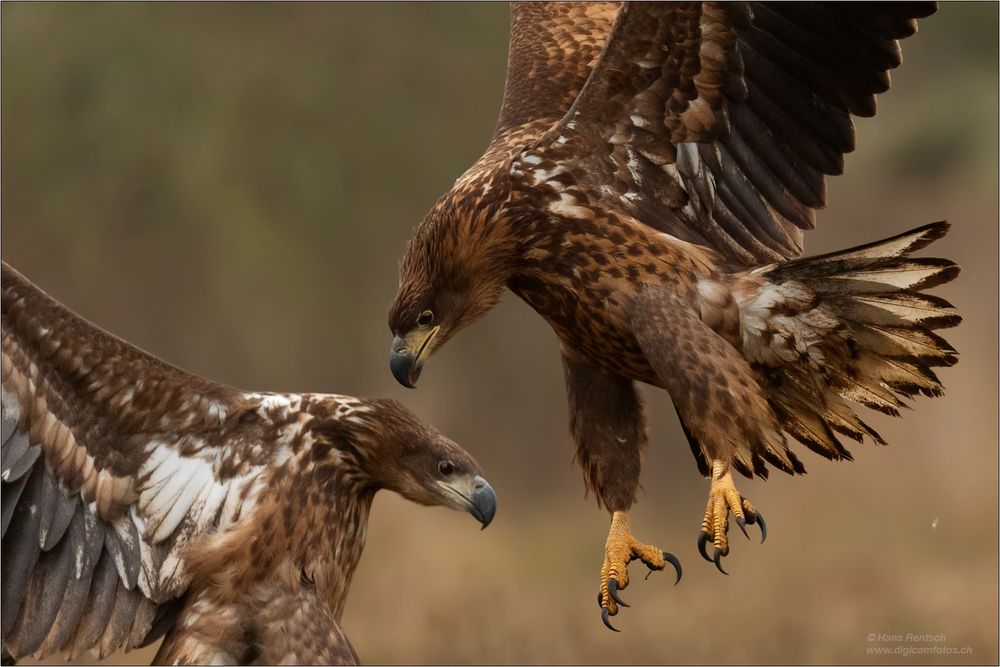 Seeadler bei kleinen Streitereien.