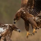 Seeadler bei kleinen Streitereien.