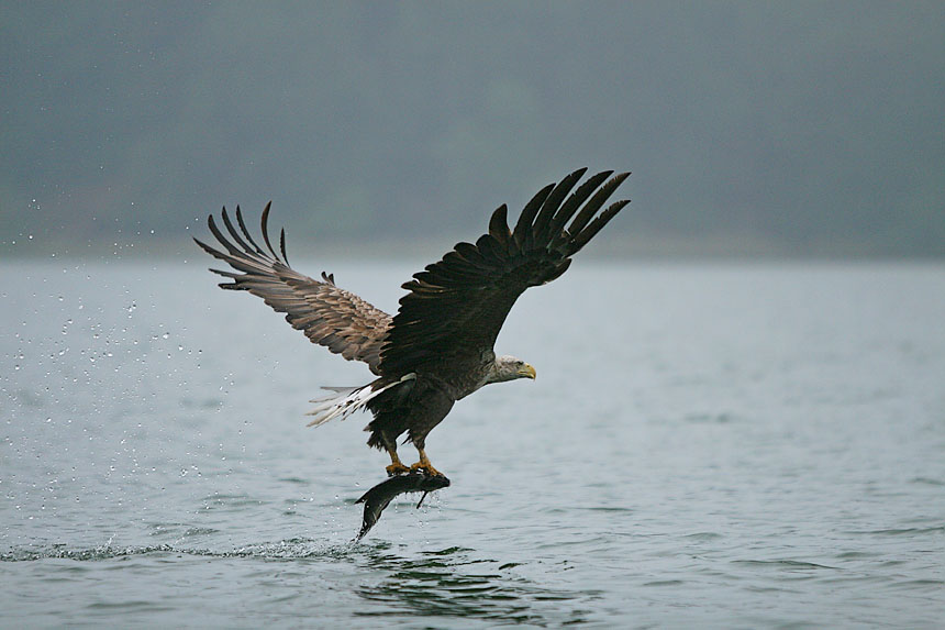 Seeadler bei Sch...wetter ...