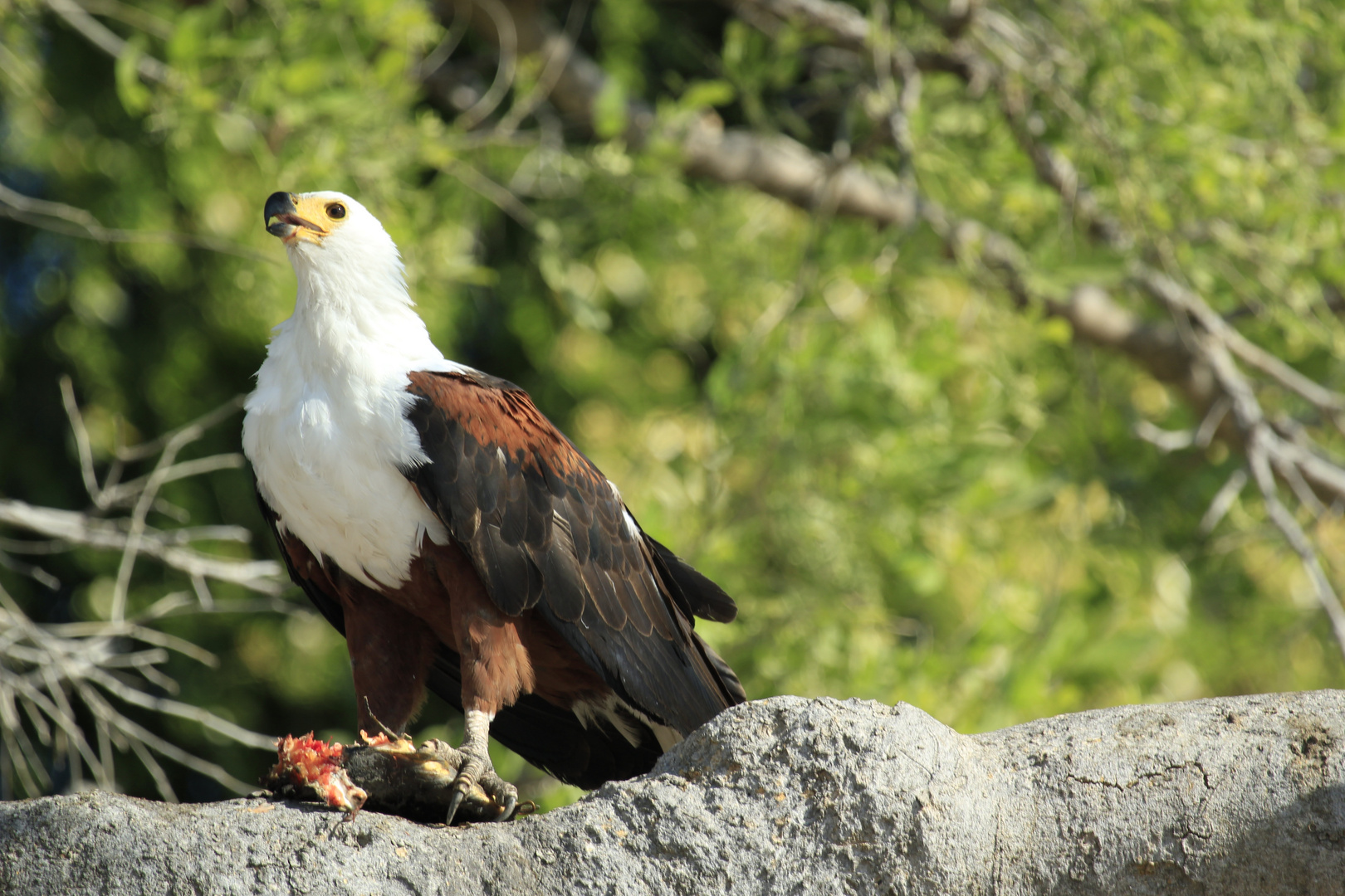 Seeadler beim Abendbrot