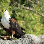 Seeadler beim Abendbrot