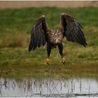 Seeadler beim Abflug