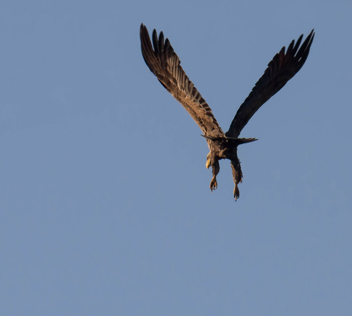 Seeadler beim Abflug ...