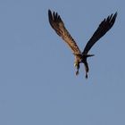 Seeadler beim Abflug ...