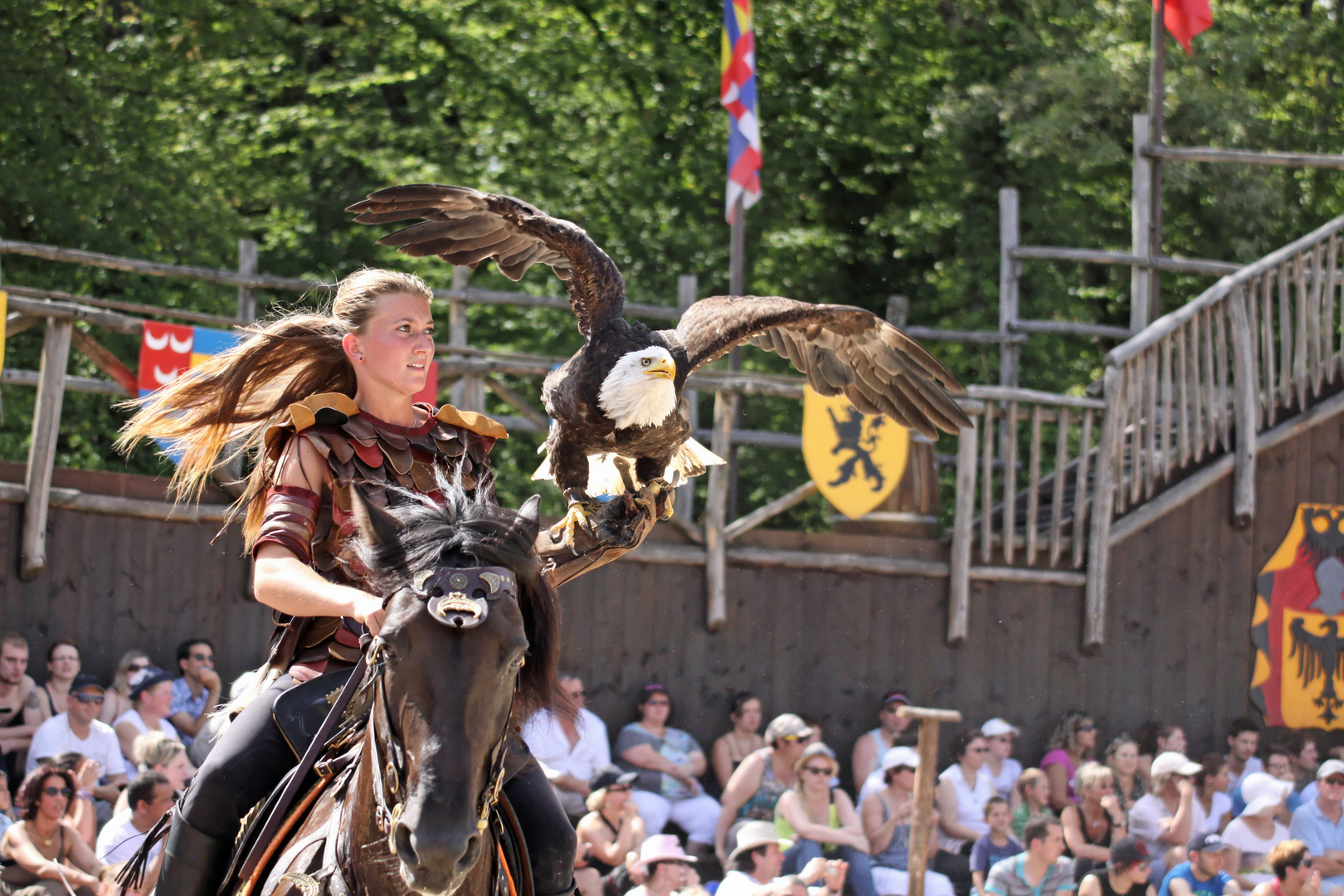 Seeadler beim Abflug