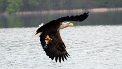 Seeadler beim Abschleppen des Fisches