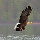 Seeadler beim Abtransport seiner Beute.