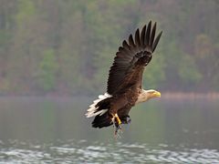 Seeadler beim Abtransport seiner Beute.