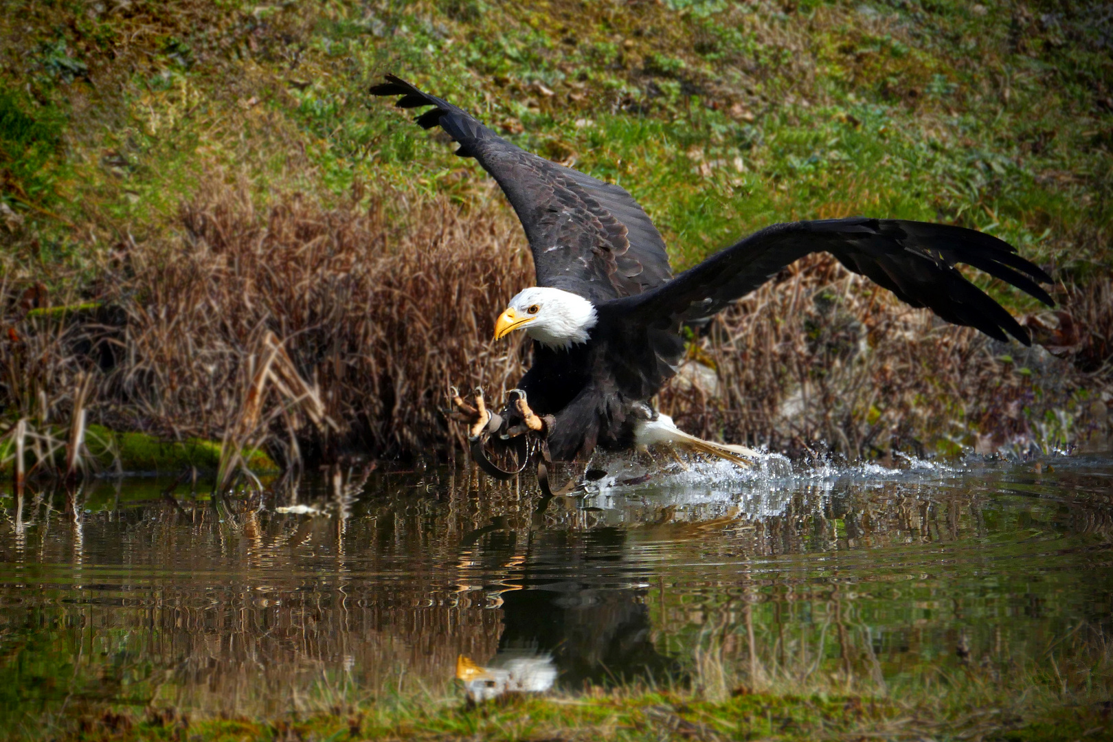 Seeadler beim Anflug auf die Beute