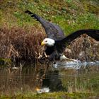 Seeadler beim Anflug auf die Beute