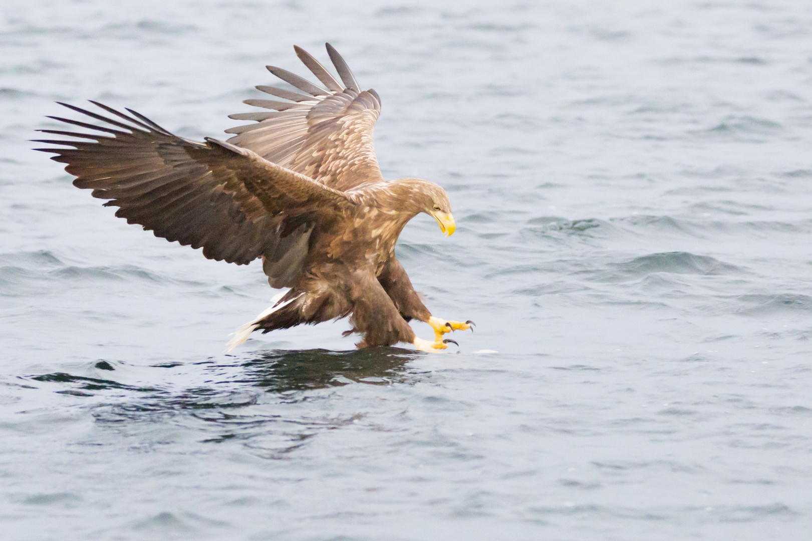 Seeadler beim Beute machen 