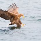 Seeadler beim Beute machen 