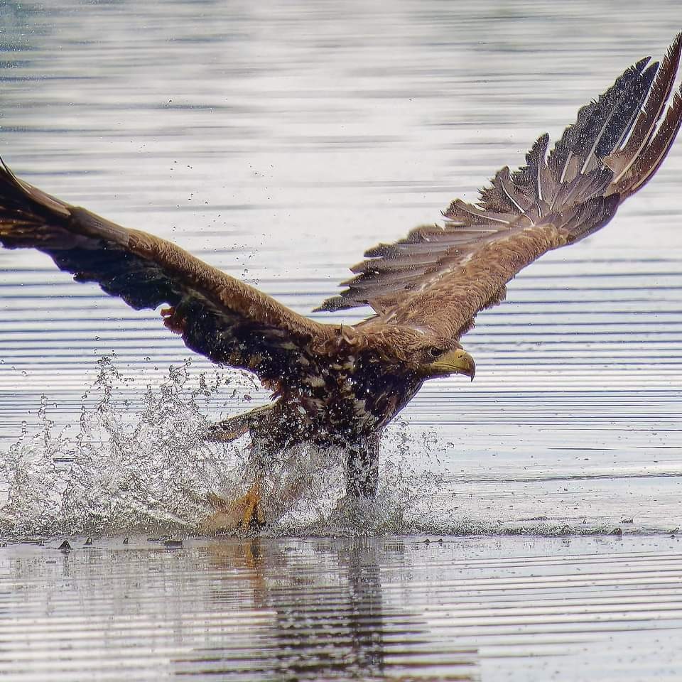 Seeadler beim Beutefang 1