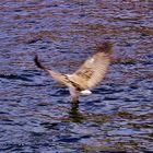 Seeadler beim Beutefang