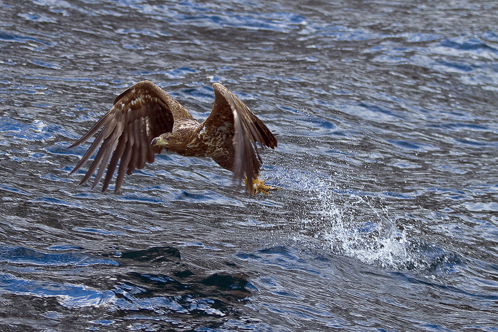 Seeadler beim Beutezug