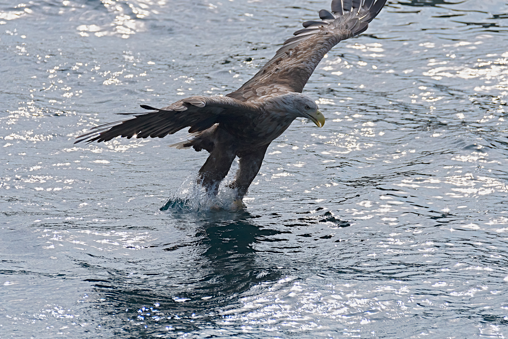 Seeadler beim Ergreifen der Beute