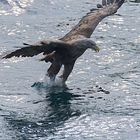 Seeadler beim Ergreifen der Beute