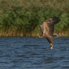 Seeadler beim Fangerfolg