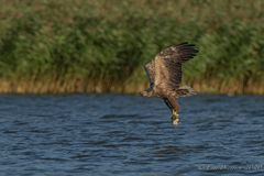 Seeadler beim Fangerfolg