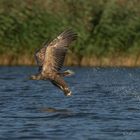 Seeadler beim Fangerfolg