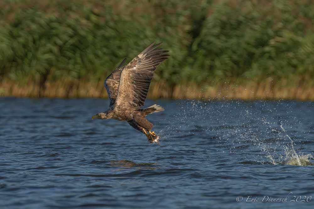 Seeadler beim Fangerfolg