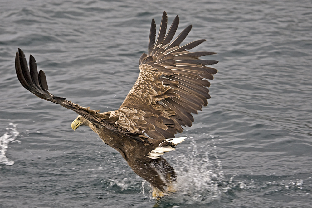 Seeadler beim Fischen 1/2