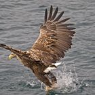 Seeadler beim Fischen 1/2