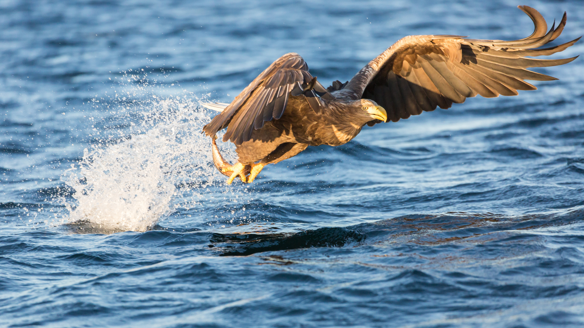 Seeadler beim Fischen