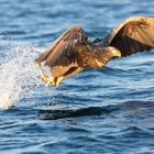 Seeadler beim Fischen