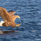 Seeadler beim Fischen