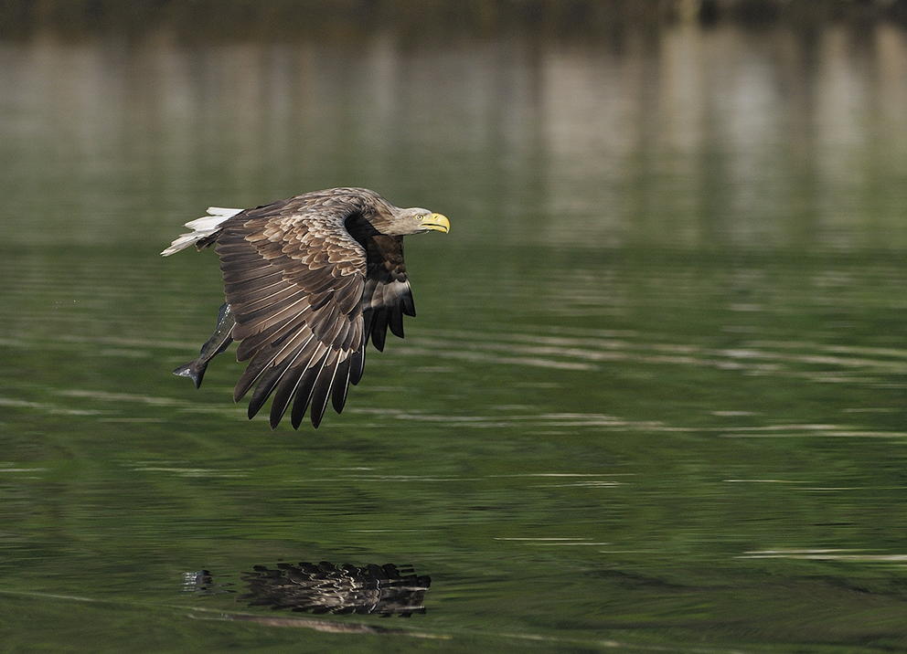 Seeadler beim Fischen am Romsdalfjord