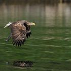 Seeadler beim Fischen am Romsdalfjord