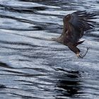 Seeadler beim Fischen