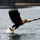 Seeadler beim Fischen