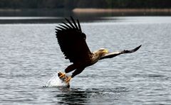 Seeadler beim Fischen