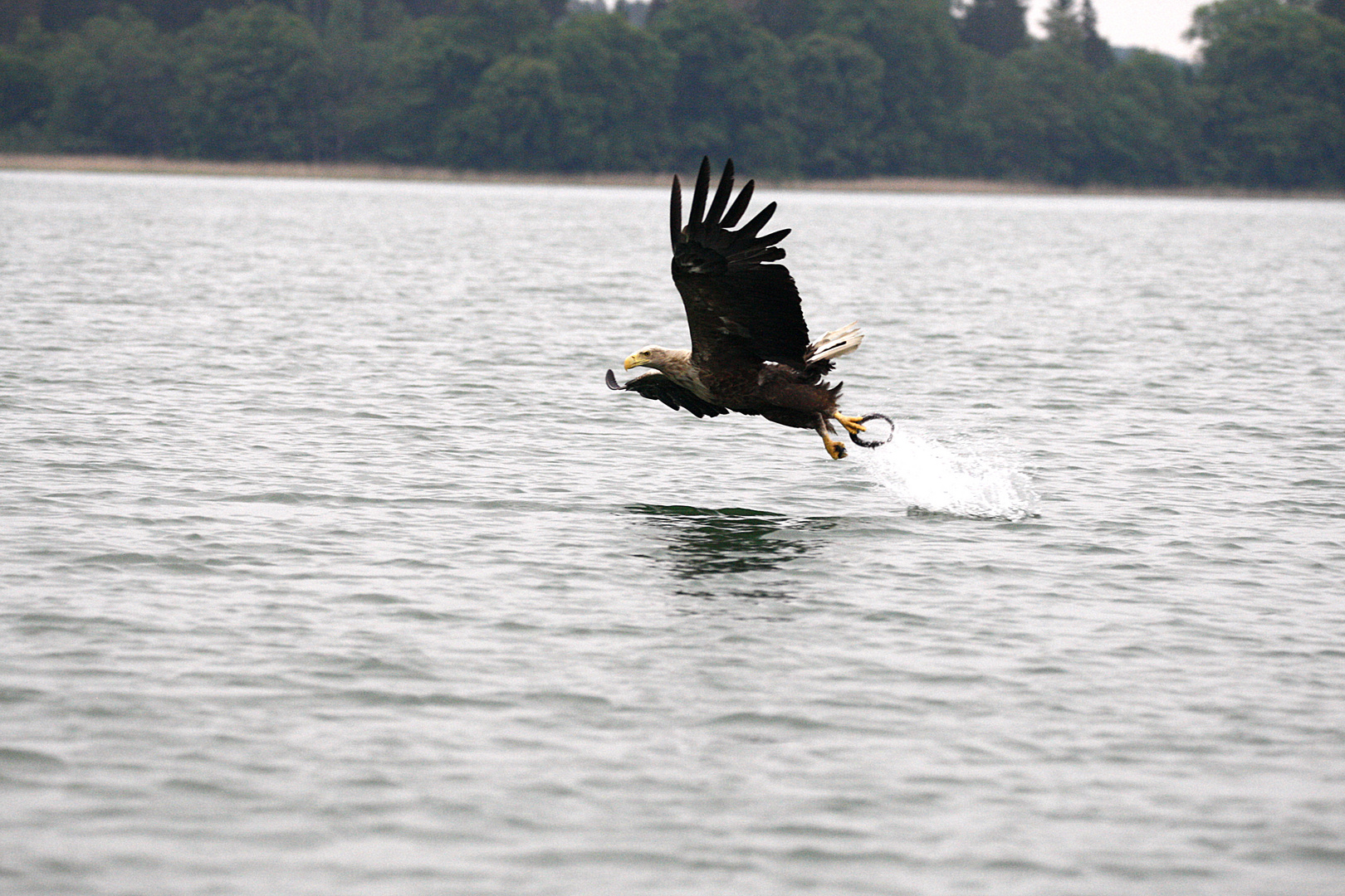 Seeadler beim Fischen