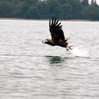 Seeadler beim Fischen