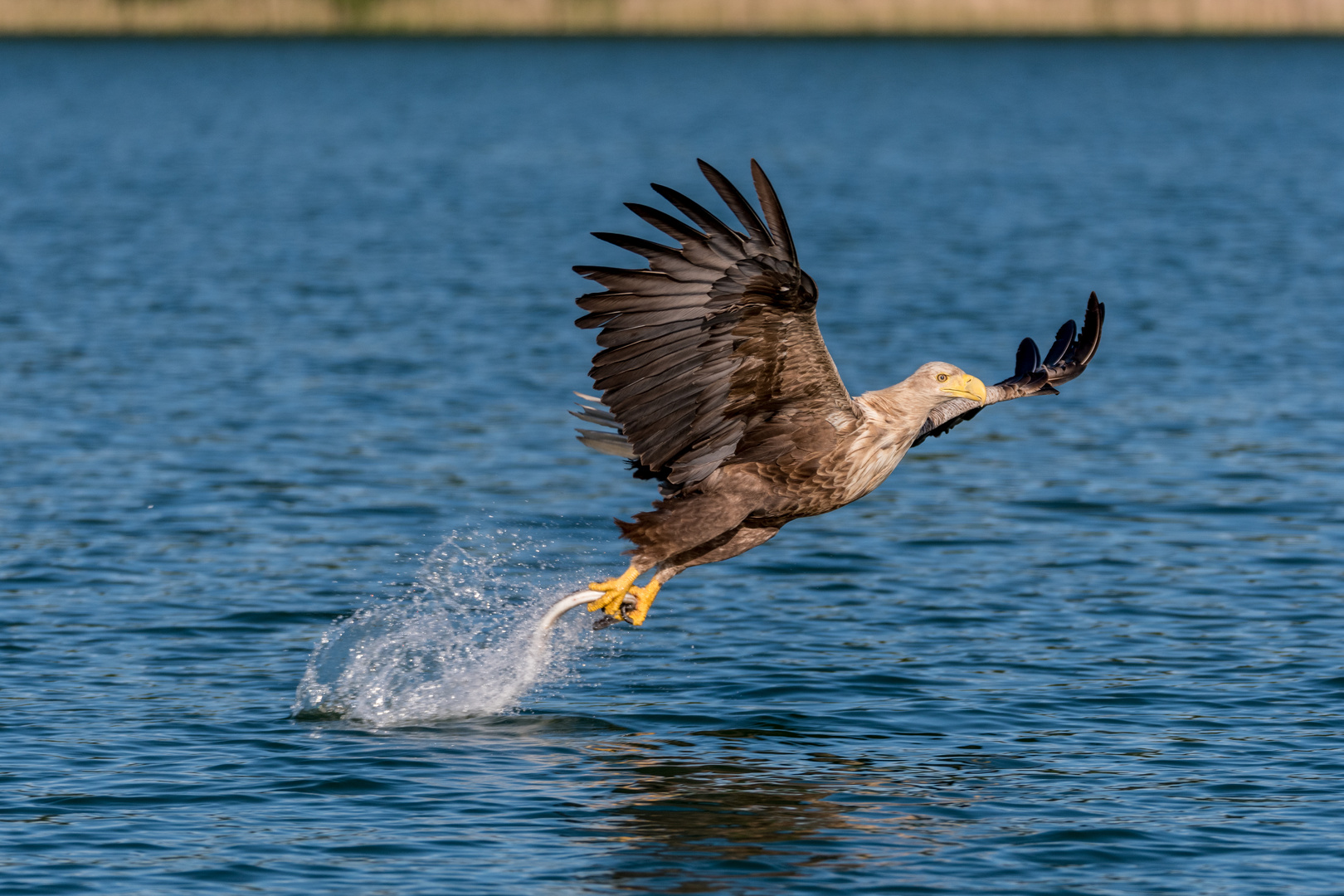 Seeadler beim Fischfang